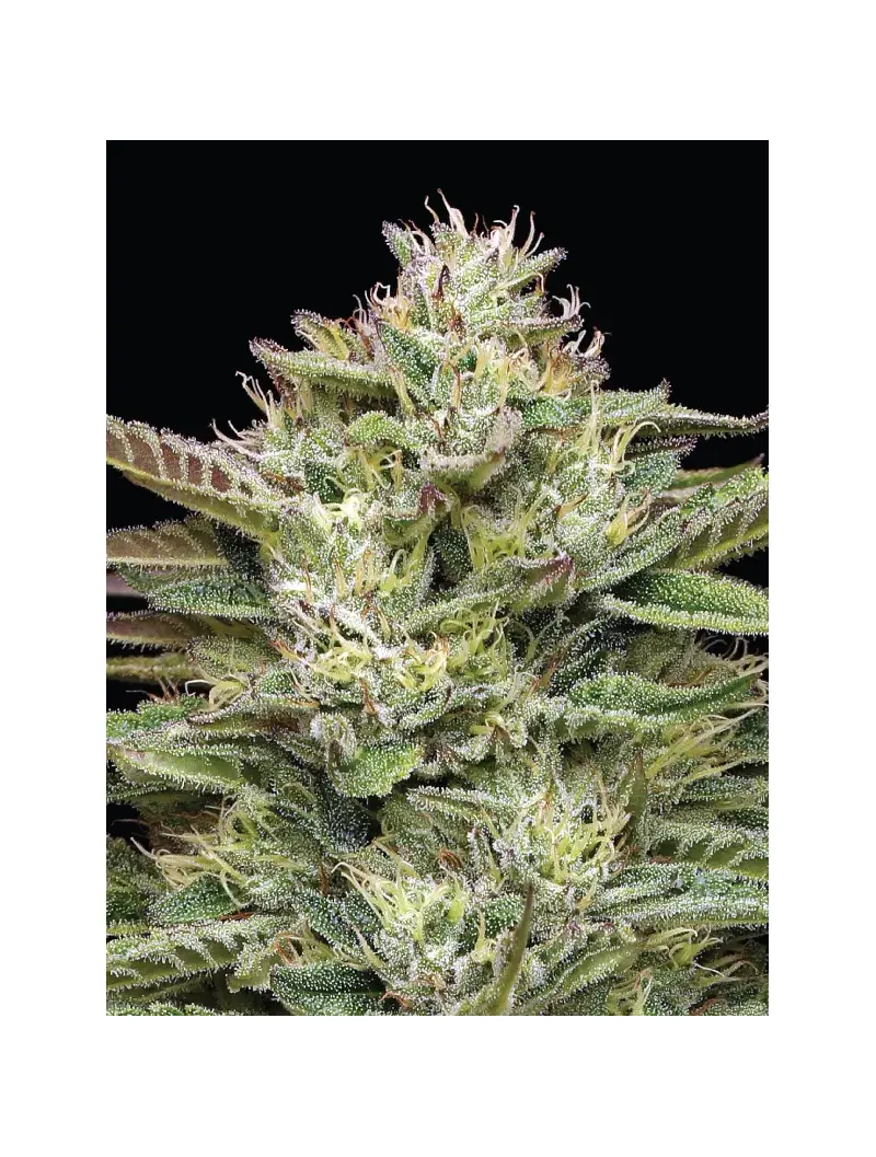 Blueberry Cupcake, Фасовка: 3, изображение 4